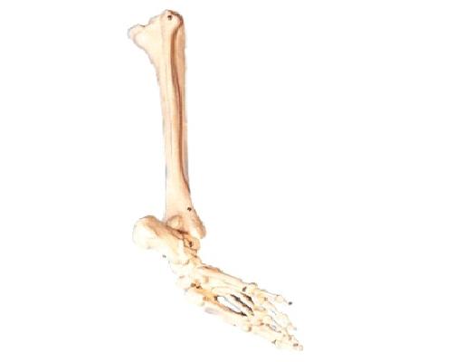 康人 足骨、腓骨與脛骨模型 KAR/11132