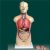  男、女兩性人體半身軀干模型KAR/10003D  